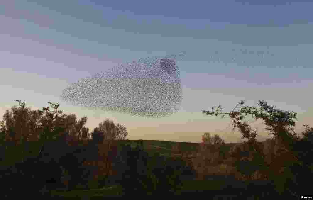 Migrating starlings fly in formation across the sky near the southern Israeli town of Rahat.