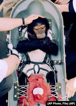 FILE-- Chimp Research. In this Jan. 31, 1961 file photo, Ham, a chimpanzee launched into outer space, is comforted by a man on the rescue ship after the splashdown in the Atlantic Ocean.