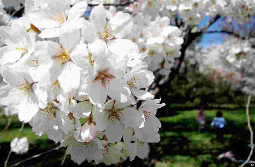 [워싱턴 D.C. 벚꽃 축제] 워싱턴의 봄