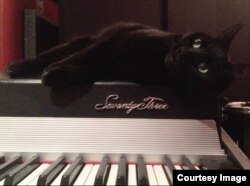 Nerina, Bryant's pet cat sits on top a keyboard as if waiting for her song to begin. (Photo Courtesy of Alice Bryant)