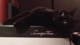 Narina, Bryant's pet cat sits on top a keyboard as if waiting for her song to begin. (Photo Courtesy of Alice Bryant)