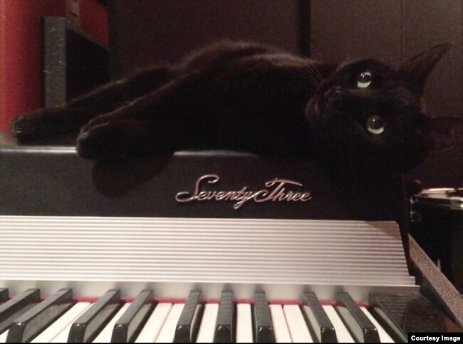 Narina, Bryant's pet cat sits on top a keyboard as if waiting for her song to begin. (Photo Courtesy of Alice Bryant)