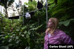 In this February 13, 2019 photo, United States Forest Service research ecologist Tana Wood, stands in a warming plot in the El Yunque tropical rainforest, in Rio Grande, Puerto Rico.