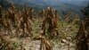 Drought Causes Food Crisis for Nearly 1 Million in Guatemala