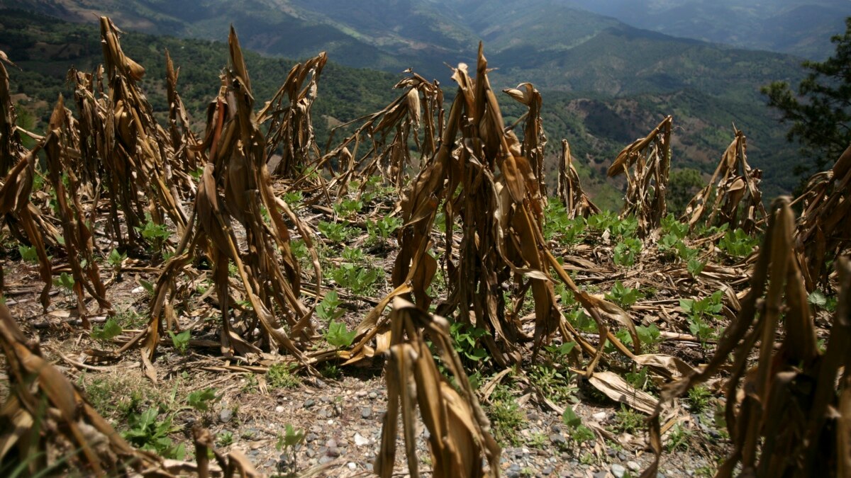 Where corn is life. Keeping families together in Guatemala…