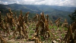 Guatemala: Migración por cambio climático
