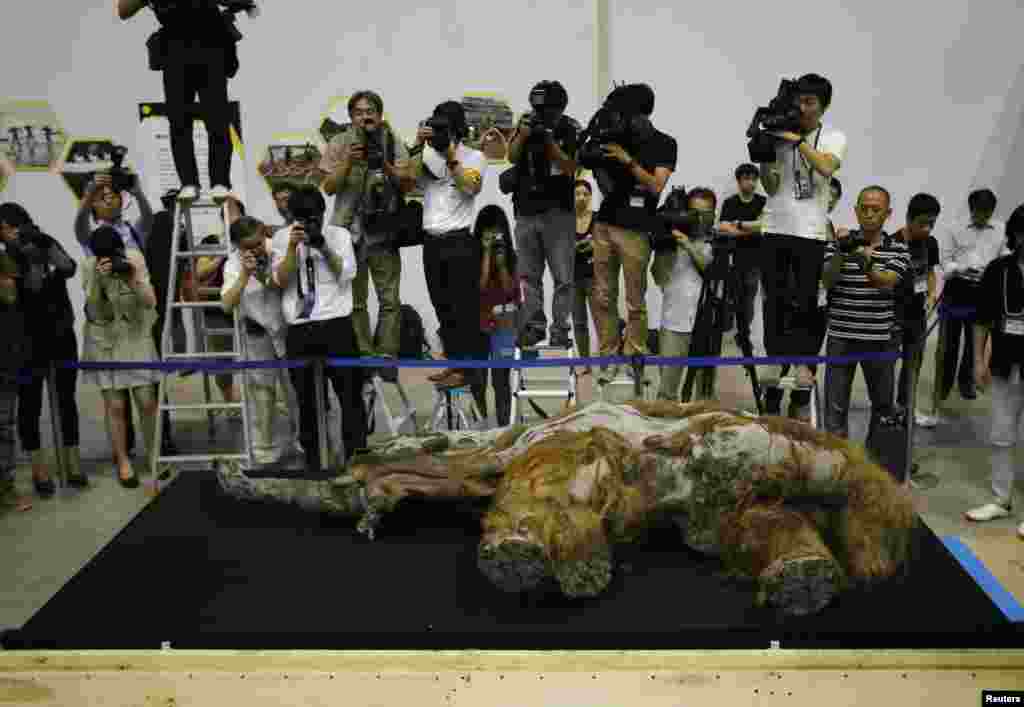 Members of media film a 39,000-year-old female Woolly mammoth, which was found frozen in Siberia, Russia, upon its arrival at an exhibition hall in Yokohama, south of Tokyo, Japan.