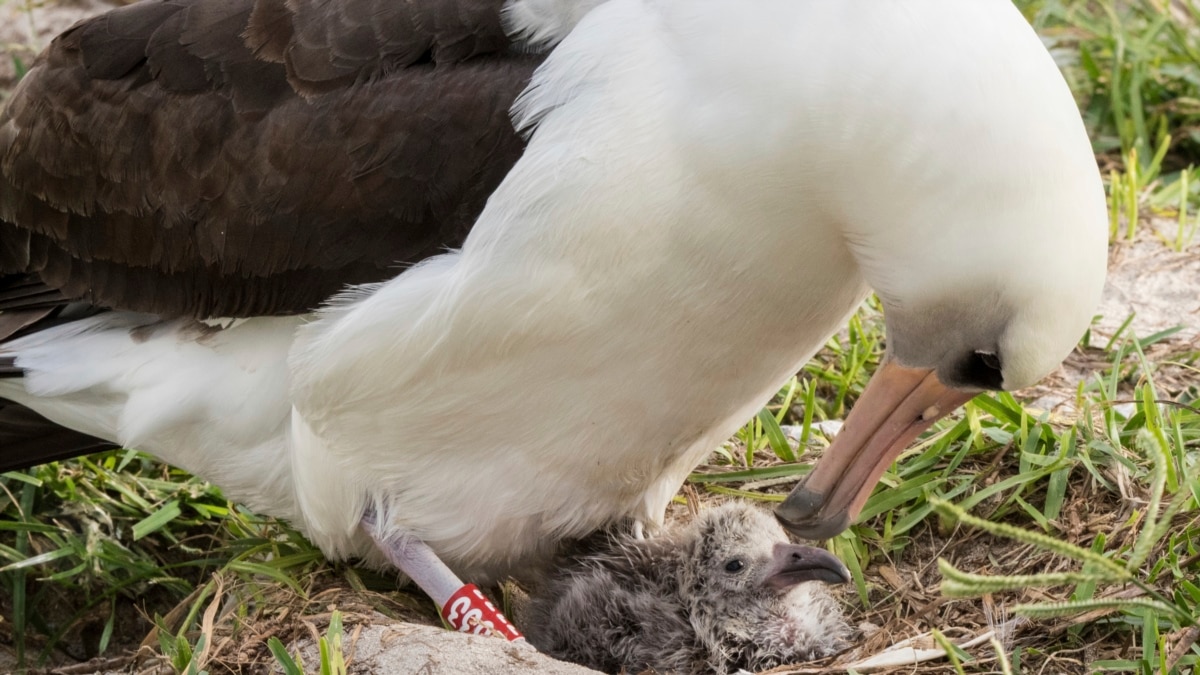 When the National Bird Is a Burden - The New York Times