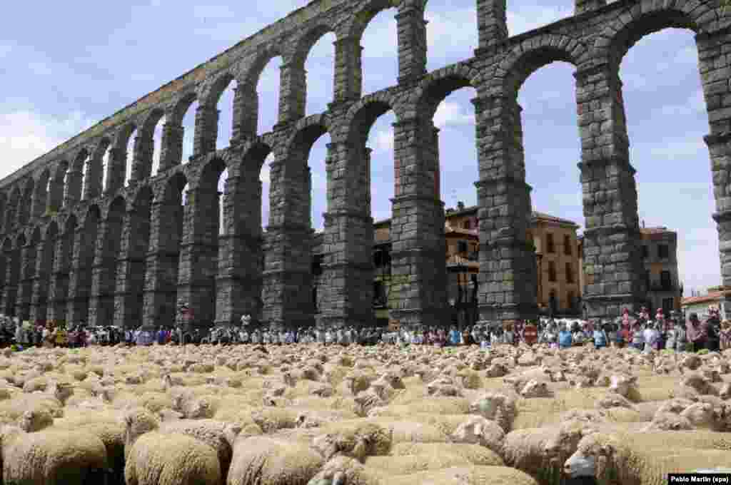 Sheep arrive at the aqueduct of Segovia, Spain, during the 4th Transhumance Fair.