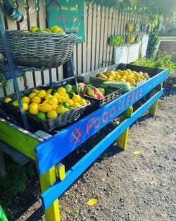 Organisasi "Food Is Free Laneway" di Ballarat, Australia, menyajikan buah-buahan yang dapat diambil tanpa bayar (gratis) dengan dekorasi yang menarik. (Facebook: Food Is Free Laneway Ballarat).