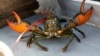 Pandemic Does Not Slow China’s Love for US Lobster
