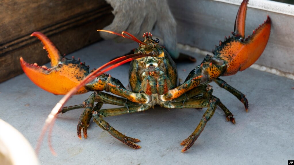 In this file photo, a lobster shows its claws after being caught off Spruce Head, Maine, on August 31, 2021. (AP Photo/Robert F. Bukaty, File)