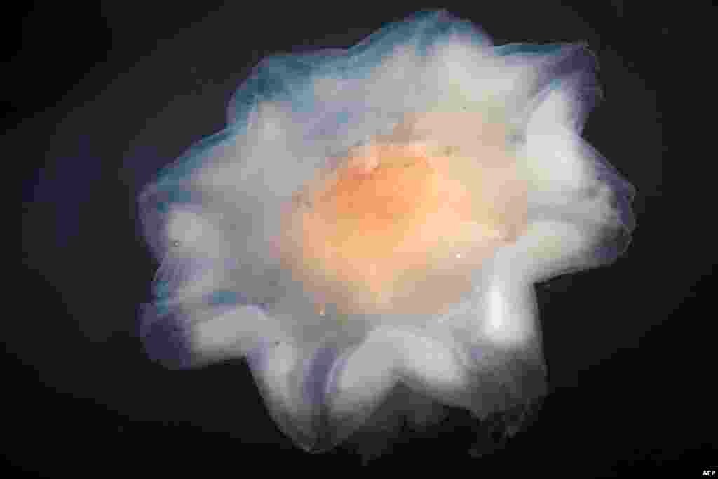 A lion's mane jellyfish (Cyanea capillata) is seen in the water off the island of Lindoya in the Oslo fjord.