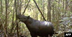 FILE - This handout photograph taken in 2011 and released by the Leuser International Foundation shows a Sumatran rhinoceros at the Mount Leuser National Park in Indonesia's Sumatran island.