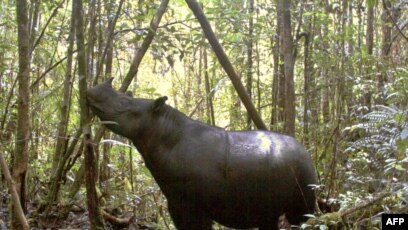 Kementerian Lh Tolak Rencana Pembangunan Di Taman Leuser