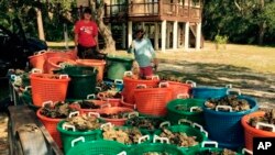 This photo, provided by Dennis Hatfield of the Little Lagoon Preservation Society, shows Auburn University graduate students Rayne Palmer, left, and Conrad Horst with oysters collected on Oct. 27, 2021, to help restore Alabama's reefs.