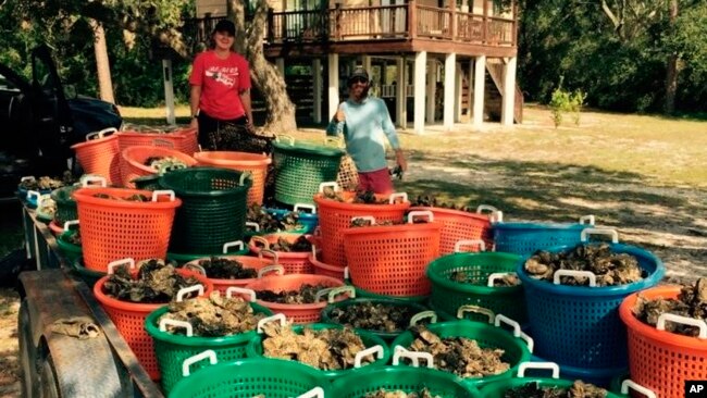 This photo, provided by Dennis Hatfield of the Little Lagoon Preservation Society, shows Auburn University graduate students Rayne Palmer, left, and Conrad Horst with oysters collected on Oct. 27, 2021, to help restore Alabama's reefs.