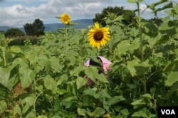 A farmer who is a member of the RLEEP program works in a sunflower field in Mchinji district, Malawi. (Photo: Lameck Masina for VOA)