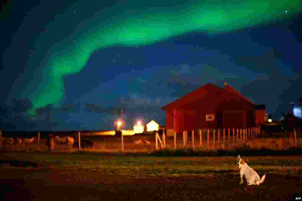 Seekor anjing tampak di bawah cahaya utara (Aurora Borealis) yang tampak di kota Unstad, Norwegia Utara.
