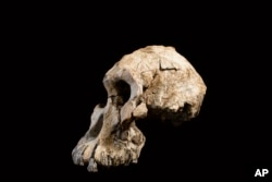 This undated photo provided by the Cleveland Museum of Natural History in August 2019 shows a fossilized cranium of Australopithecus anamensis. (Dale Omori/Cleveland Museum of Natural History via AP)