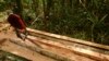 Seorang penebang liar menebang pohon di hutan selatan Sampit, Kalimantan Tengah. (Foto: REUTERS/Yusuf Ahmad)