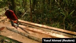 Seorang penebang liar menebang pohon di hutan selatan Sampit, Kalimantan Tengah. (Foto: REUTERS/Yusuf Ahmad)