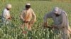 Afghanistan Poppy Crop Hits Record High