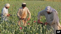 FILE - Afghan farmers collect raw opium as they work in a poppy field in Chaparhar district of Jalalabad, east of Kabul. 