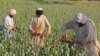 Afghan Opium Production Reaches Record High