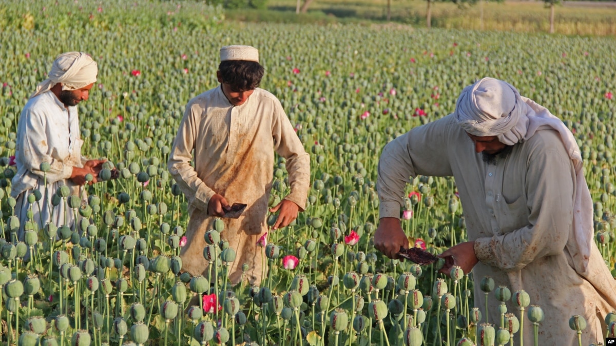 Afghan Opium Production Reaches Record High