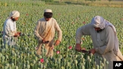 FILE - Afghan farmers collect raw opium as they work in a poppy field in Chaparhar district of Jalalabad, east of Kabul, Afghanistan, May 1, 2014. The production of the drug reportedly jumped to a yield of 10,000 tons this year.