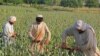 افغانستان میں افیون کی پیداوار میں ریکارڈ اضافہ متوقع