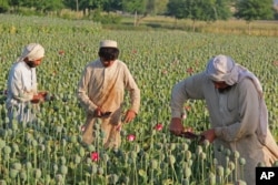 FILE - Afghan farmers collect raw opium as they work in a poppy field in Chaparhar district of Jalalabad, east of Kabul, May 1, 2014. Afghanistan's drug trade supports insurgents and the extremists in the country, U.S. offials say.