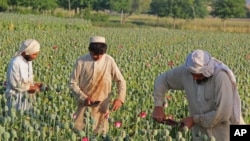 چې کروندگرو ته چې متبادل د معاش وسیلې پیدا شي نو هغوی به د دې بد بوټي نه لاس واخلي