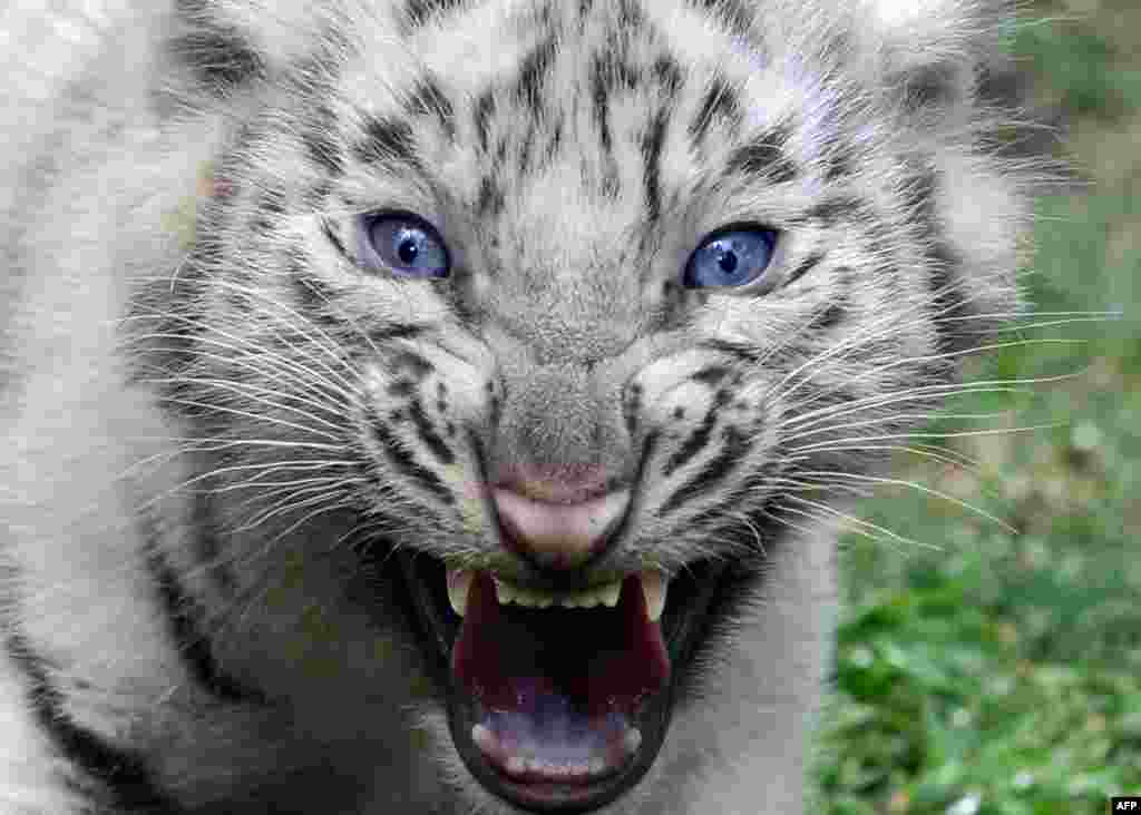 One of the four white Bengal tigers born in captivity on Jan. 14, 2013 at Argentina&#39;s Buenos Aires zoo growls during their presentation.