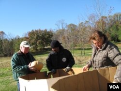 Carl and Carol Brady donate two tons of squash from their farm in Mitchellville, MD. (VOA/R. Skirble)