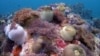 Một rặng san hô ngoài khơi hòn đảo Tioman của Malaysia.