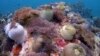 แนวปะการังส่วนใหญ่ในเอเชียตะวันออกเฉียงใต้อยู่ในภาวะเสี่ยงต่ออันตราย