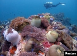 Seorang penyelam scuba berenang di atas hamparan karang di lepas pantai Pulau Tioman Malaysia di Laut Cihna Selatan, 4 Mei 2008. (Foto: Reuters)