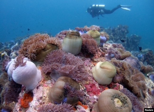 Seorang penyelam scuba berenang di atas hamparan karang di lepas pantai Pulau Tioman Malaysia di Laut Cihna Selatan, 4 Mei 2008. (Foto: Reuters)