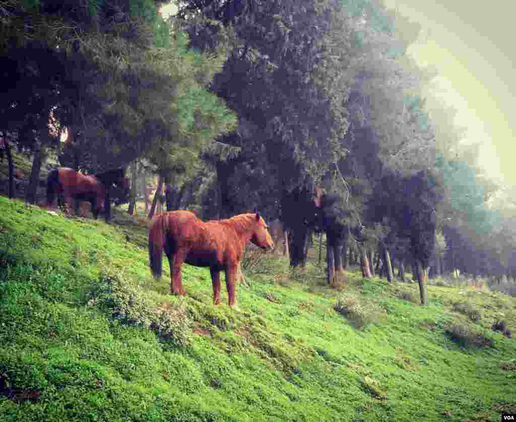 اسب وحشی دامنه کوه های مانیسا- ترکیه عکس: (ارسالی شما) 