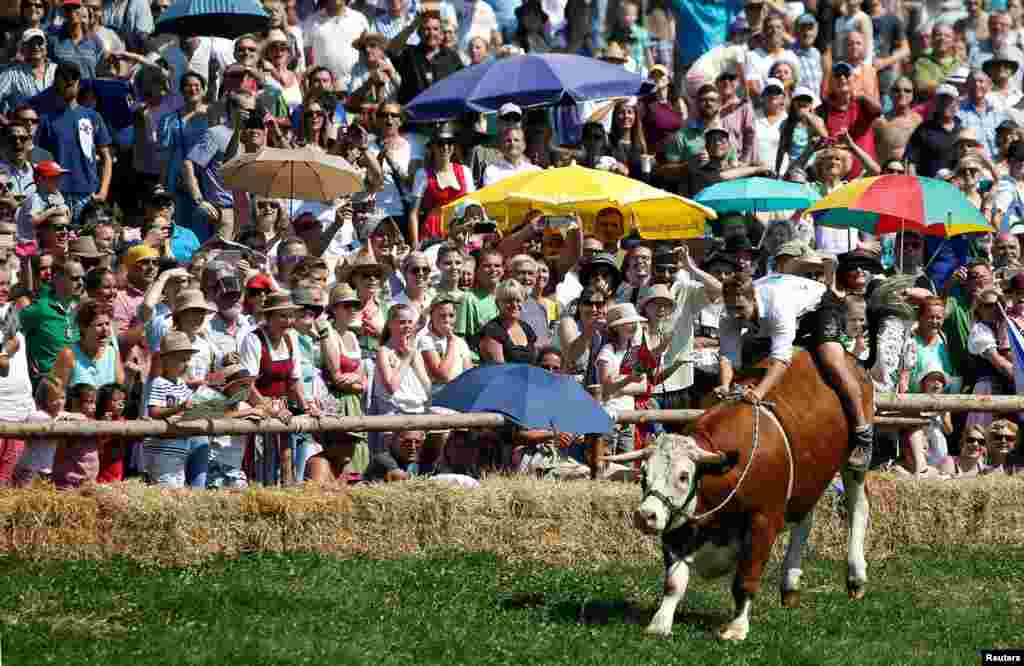 Warga menyaksikan para petani menaiki sapi dalam lomba balap sapi di Bavaria, dekat Danau Starnberg, Jerman.