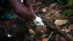 Park ranger Fabrice Menzeme collects elephant dung for DNA testing in Gabon's Pongara National Park forest, on March 9, 2020. (AP Photo/Jerome Delay)