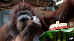 Orangutan Nenette eats cake at Jardin des Plantes botanical garden in Paris, June 2019. (Photo: Thibault Camus/AP)