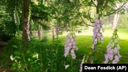 This assortment of foxgloves, pictured growing June 9, 2019, near Langley, Washington, is attractive to a variety of pollinators, especially bumblebees.