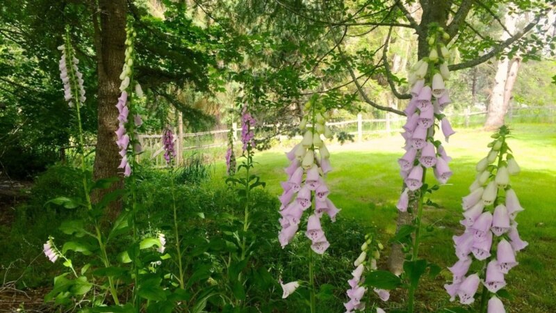 ‘Re-Wilding’ Your Property May Help the Environment