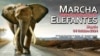 "Marcha pelos Elefantes", desfila em Maputo