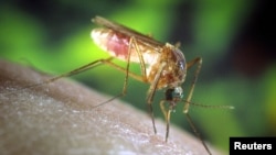 Nyamuk Culex quinquefasciatus yang merupakan vektor penyebaran virus West Nile. 