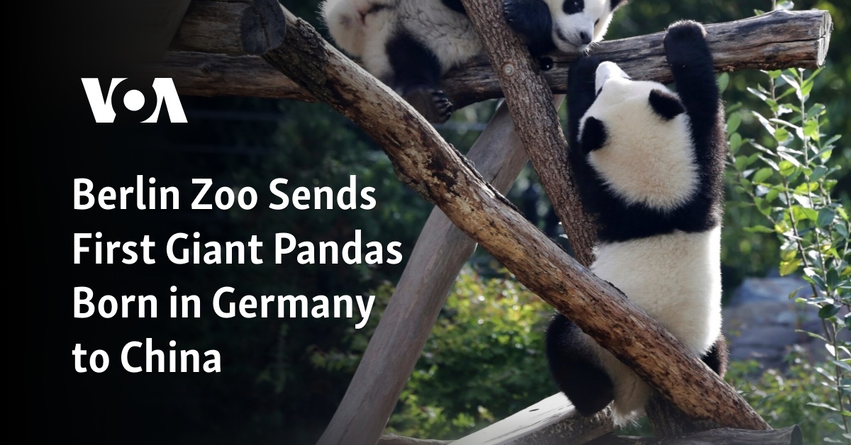 Berlin Zoo Sends First Giant Pandas Born in Germany to China