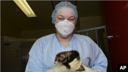 In this April 2014 photo provided by the Vaccine and Infectious Disease Organization-International Vaccine Centre at the University of Saskatchewan, a researcher holds a ferret at their facility in Saskatoon, Saskatchewan, Canada. (VIDO-InterVac at the Un